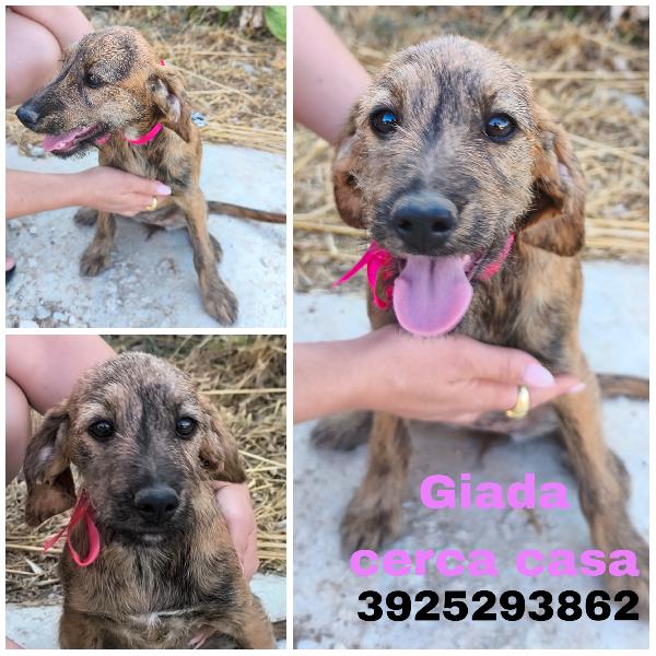 Cagnolini In Adozione Cercano La Loro Famiglia 