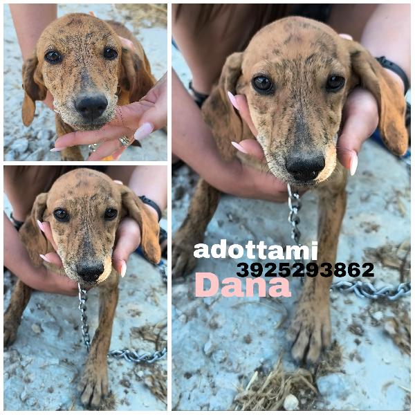 Dana Dolce Cucciolotta In Adozione 