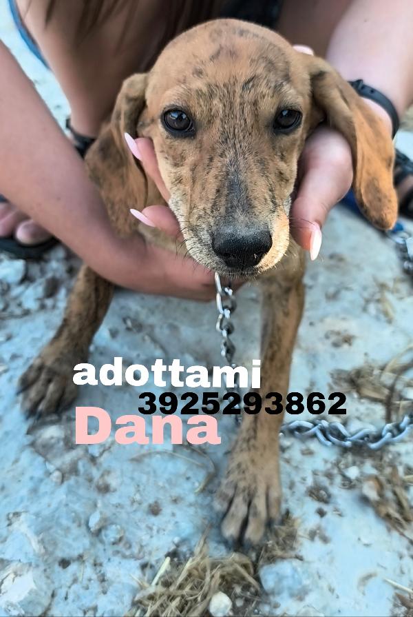 Dana dolce cucciolotta in adozione  Foto 2