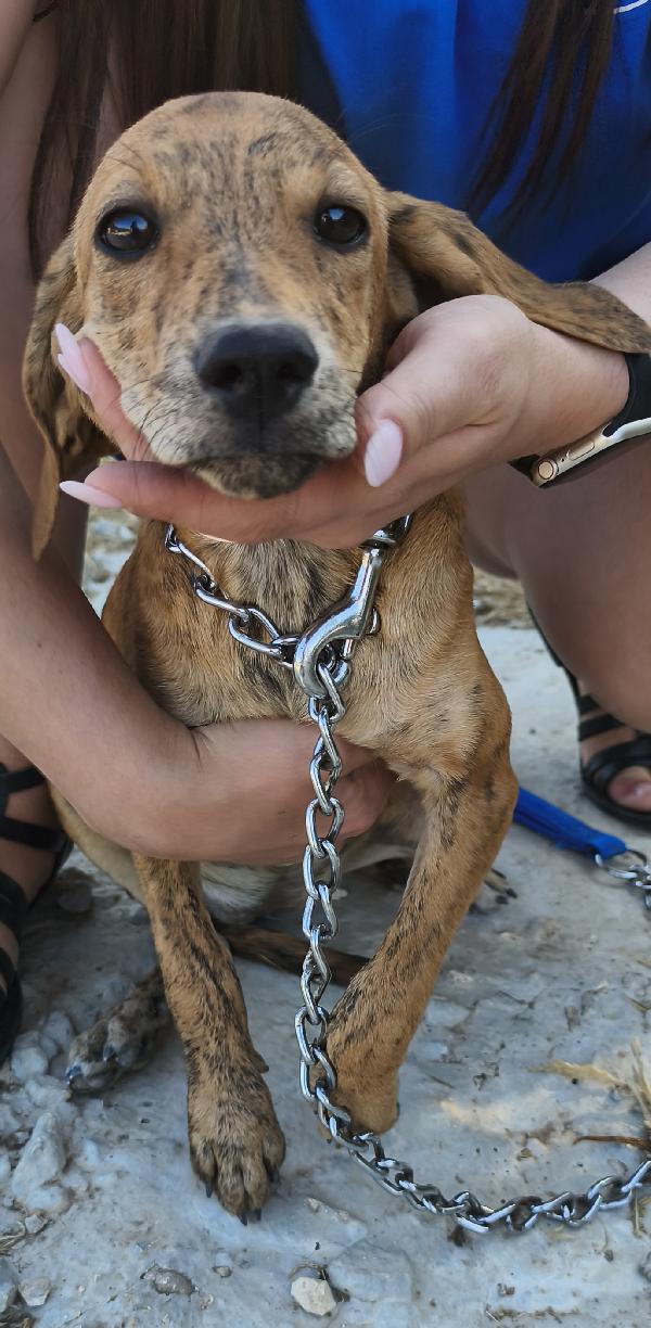 Dana dolce cucciolotta in adozione  Foto 3