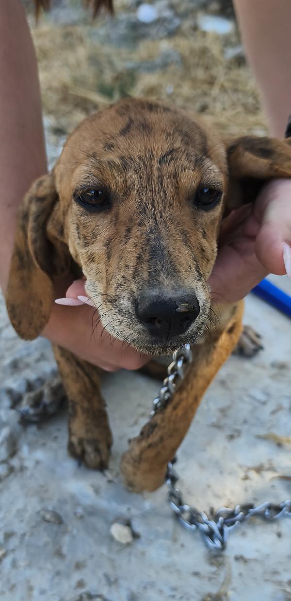 Dana dolce cucciolotta in adozione  Foto 4