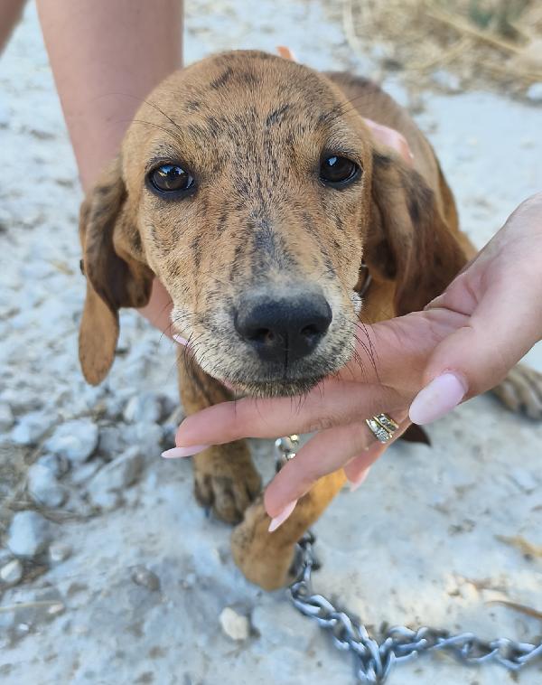 Dana dolce cucciolotta in adozione  Foto 7