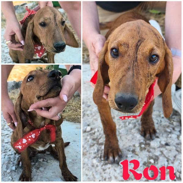 Ron Stupendo Cucciolo In Adozione 