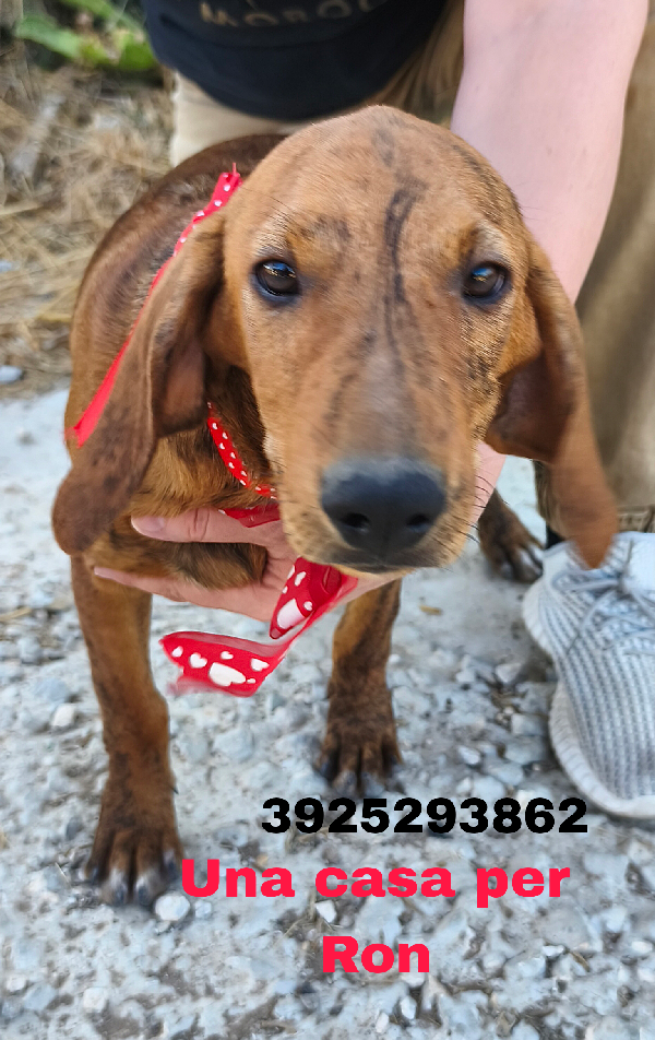Ron stupendo cucciolo in adozione  Foto 2