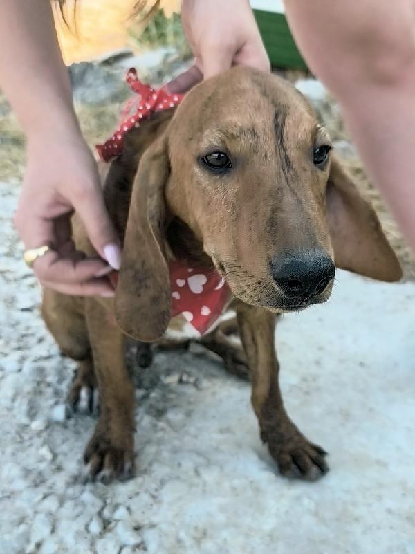 Ron stupendo cucciolo in adozione  Foto 6