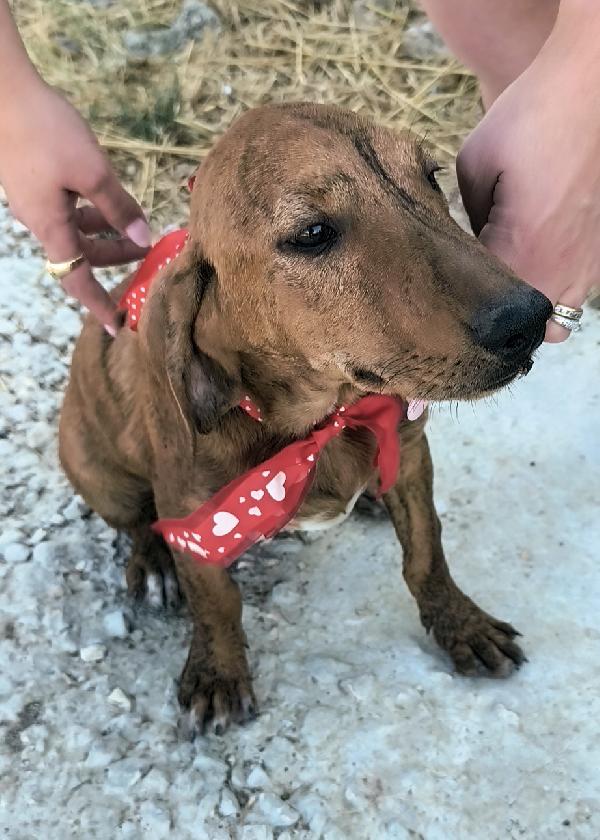 Ron stupendo cucciolo in adozione  Foto 7