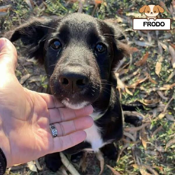 Frodo Dolce Cucciolo 4 Mesi Cerca Adozione A Latina