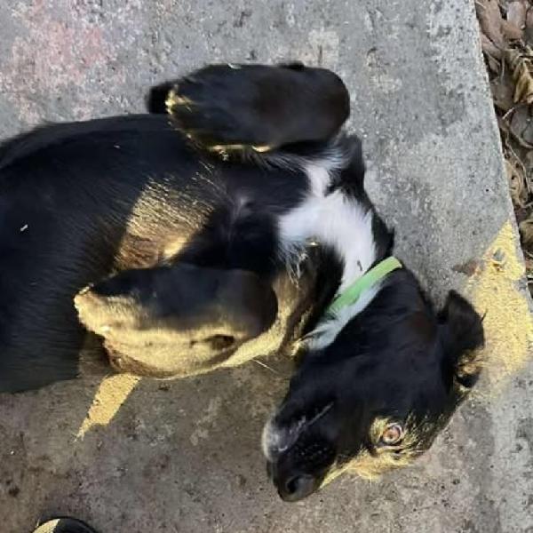 FRODO dolce cucciolo 4 mesi cerca adozione a Latina Foto 2