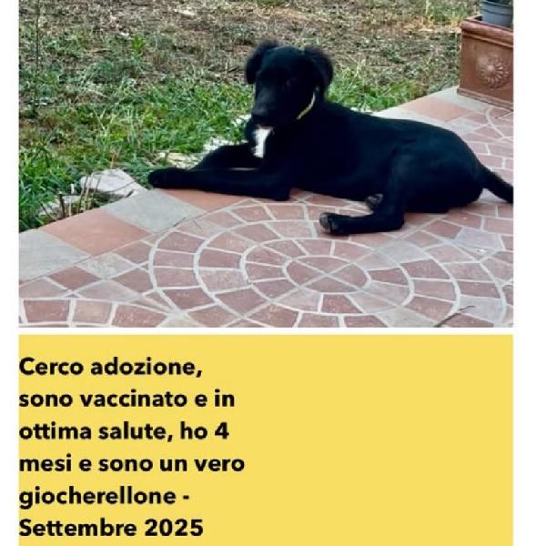 FRODO dolce cucciolo 4 mesi cerca adozione a Latina Foto 3