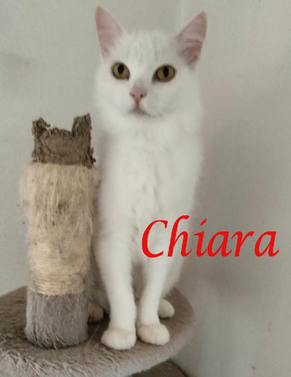 Chiara, Tenera Gatta In Adozione!