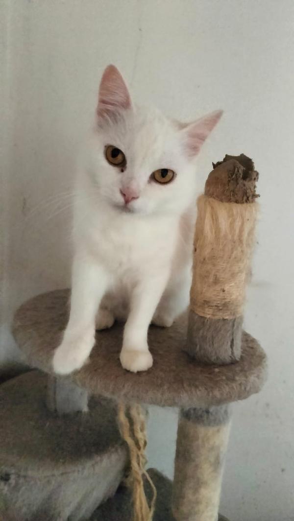 CHIARA, tenera gatta in adozione! Foto 4