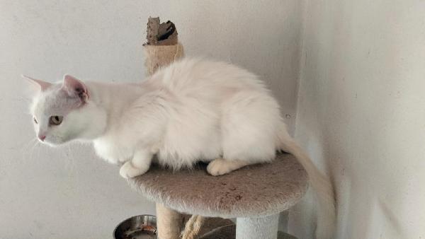 CHIARA, tenera gatta in adozione! Foto 7