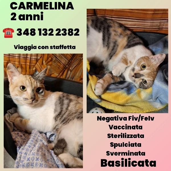 Carmelina