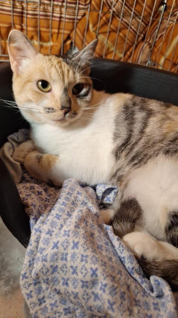 Carmelina Foto 4