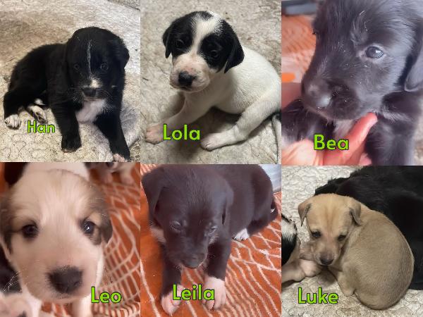 Cuccioli Di 1 Mese Cercano Casa