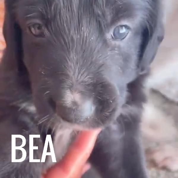 Cuccioli di 1 mese cercano casa Foto 2