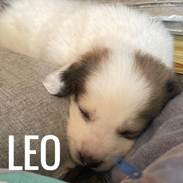Cuccioli di 1 mese cercano casa Foto 3