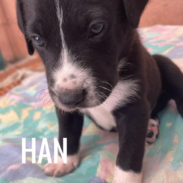 Cuccioli di 1 mese cercano casa Foto 4