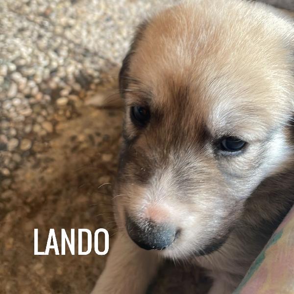 Cuccioli di 1 mese cercano casa Foto 5