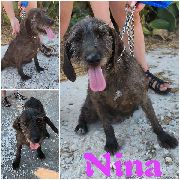 Nina Una Dolce Cagnolina In Attesa Di Una Famiglia 