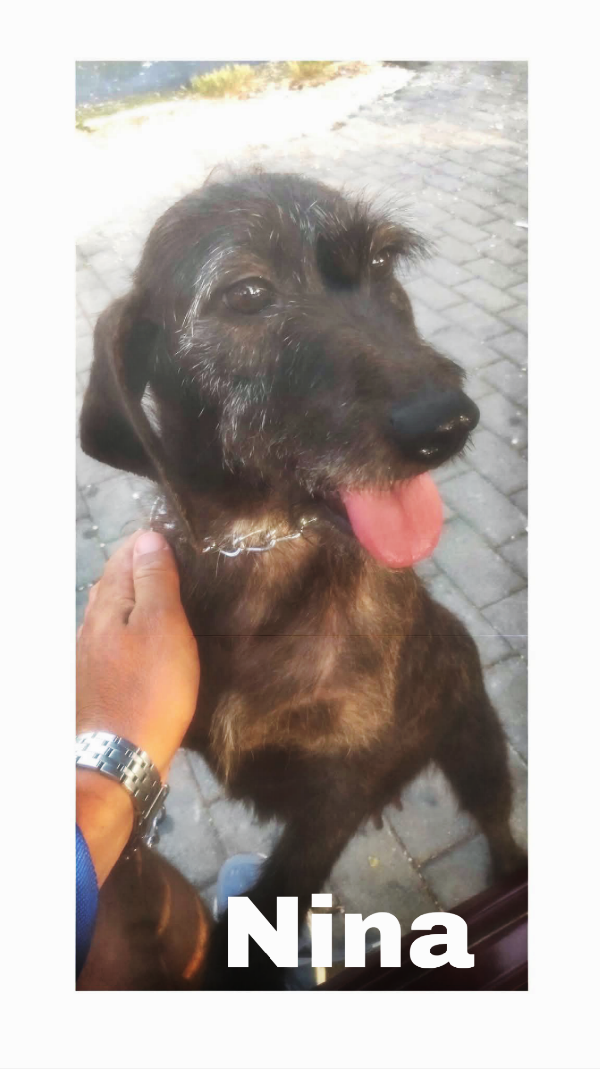 Nina una dolce cagnolina in attesa di una famiglia  Foto 2