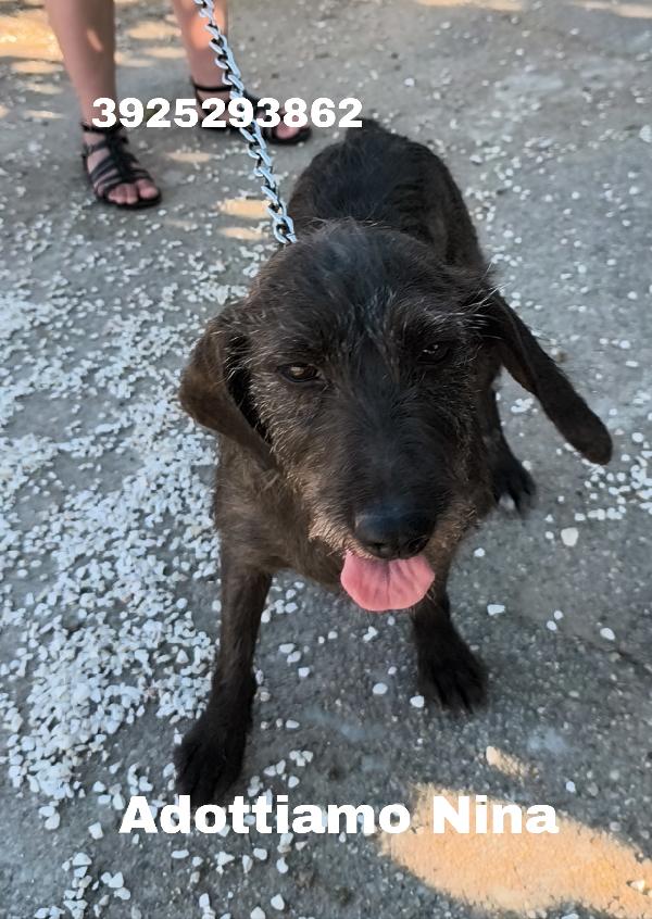Nina una dolce cagnolina in attesa di una famiglia  Foto 3