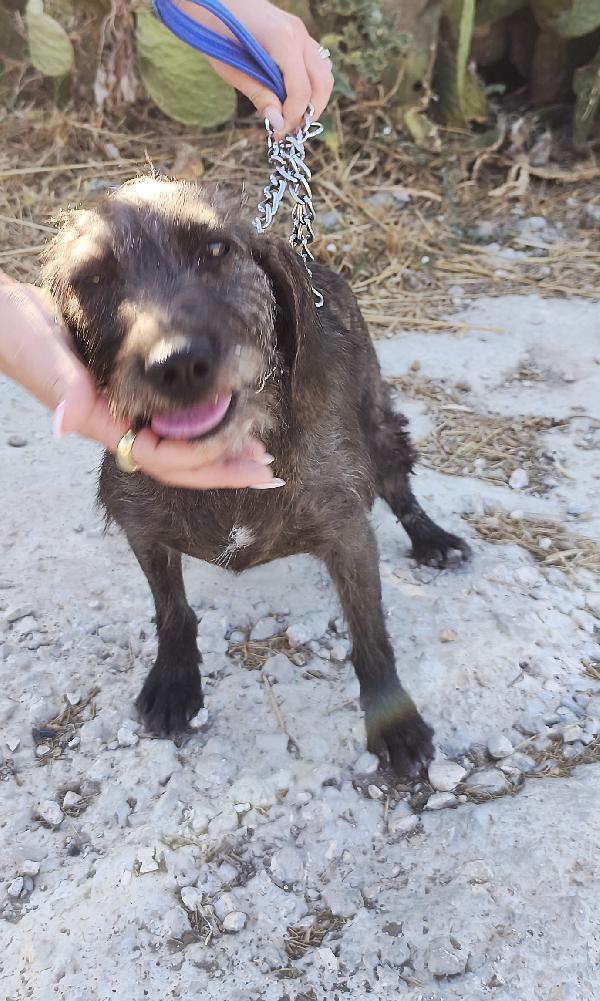 Nina una dolce cagnolina in attesa di una famiglia  Foto 4