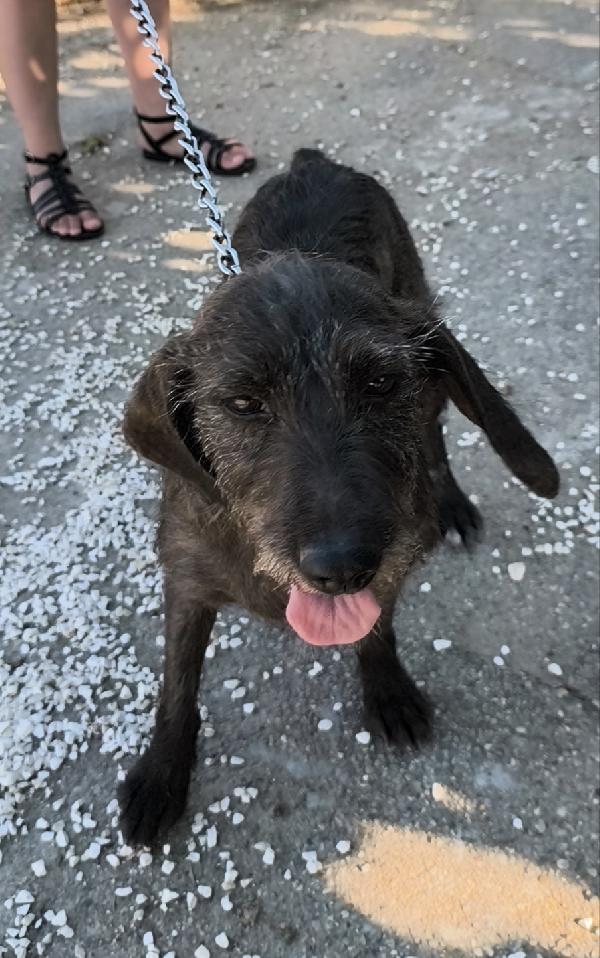Nina una dolce cagnolina in attesa di una famiglia  Foto 5