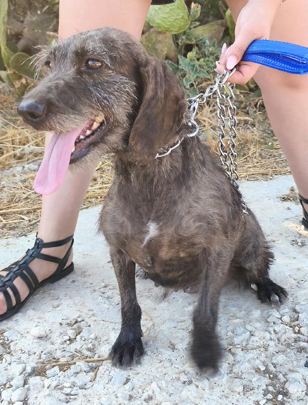 Nina una dolce cagnolina in attesa di una famiglia  Foto 7