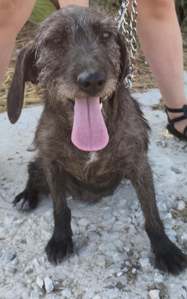 Nina una dolce cagnolina in attesa di una famiglia  Foto 8