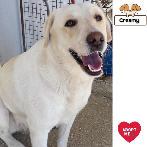 Creamy Simil Labrador 3 Anni In Adozione Latina