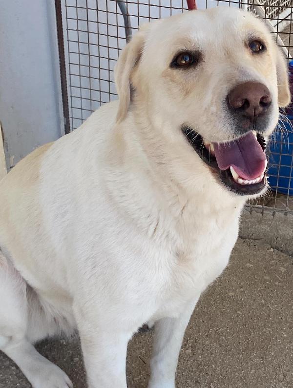 Creamy simil labrador 3 anni in adozione Latina Foto 2