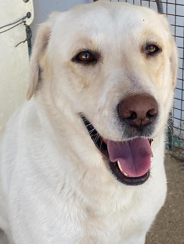 Creamy simil labrador 3 anni in adozione Latina Foto 3