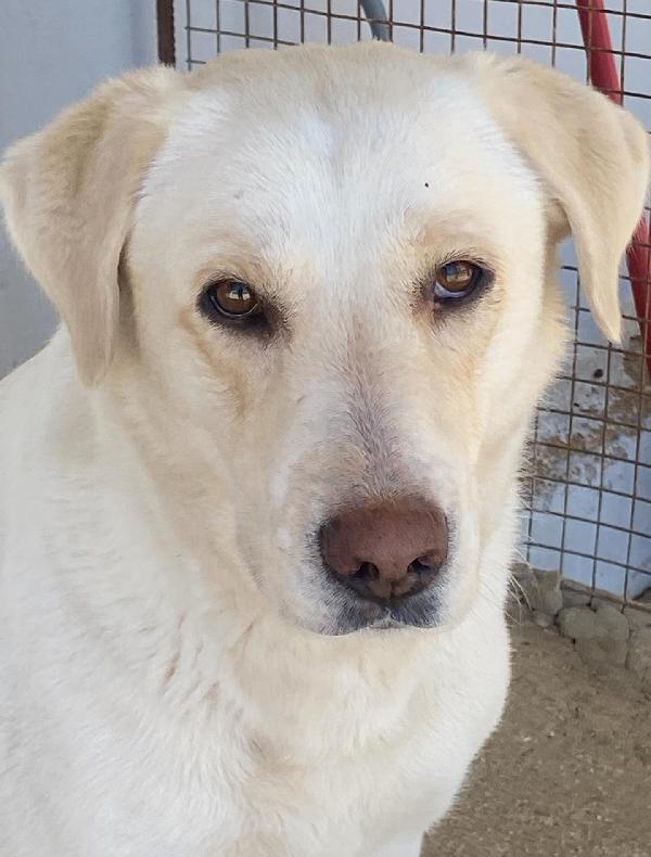 Creamy simil labrador 3 anni in adozione Latina Foto 4