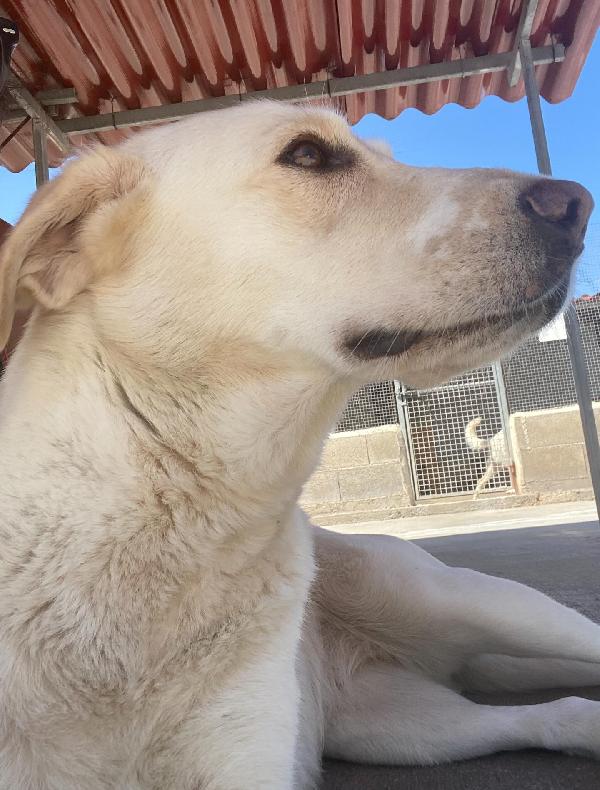 Creamy simil labrador 3 anni in adozione Latina Foto 5