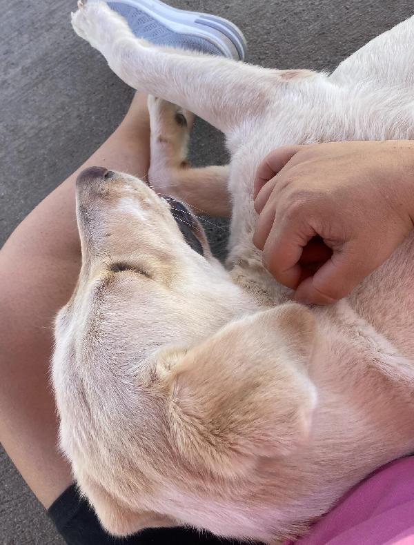 Creamy simil labrador 3 anni in adozione Latina Foto 6