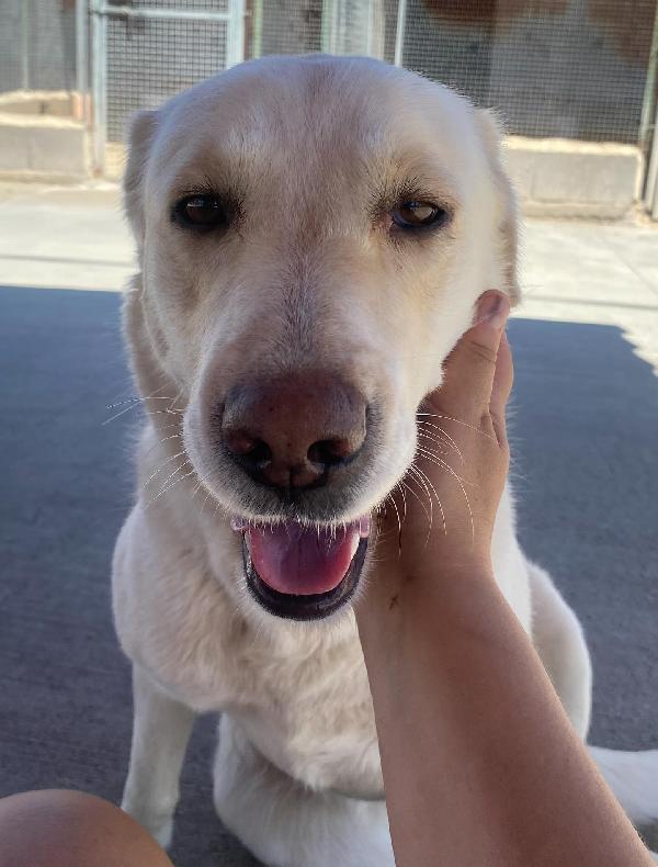 Creamy simil labrador 3 anni in adozione Latina Foto 7