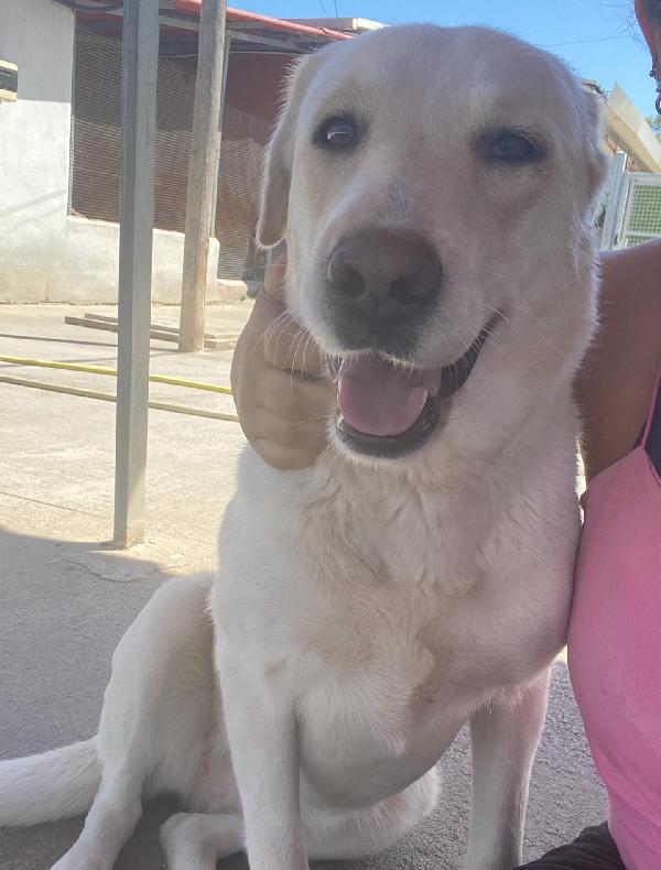 Creamy simil labrador 3 anni in adozione Latina Foto 8