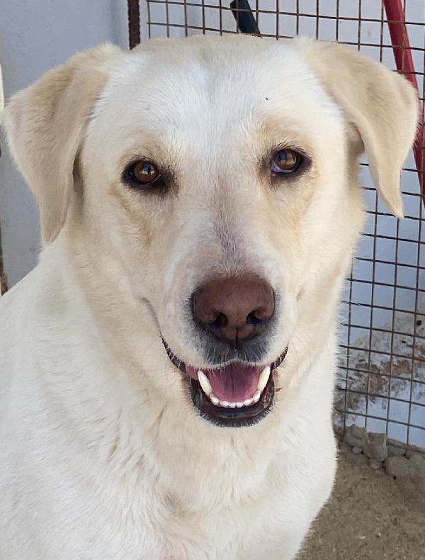 Creamy simil labrador 3 anni in adozione Latina Foto 9