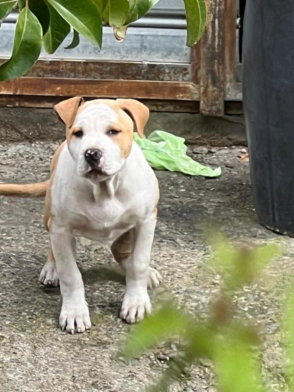 Chapo Foto 2