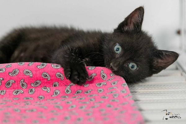 Gattine  Foto 2