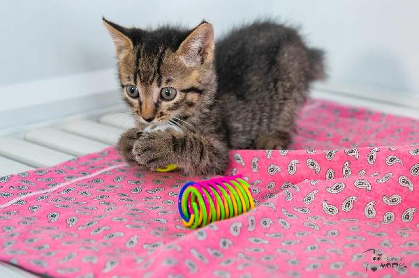Gattine  Foto 3