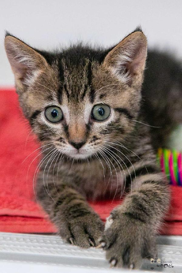 Gattine  Foto 5
