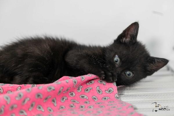Gattine  Foto 7