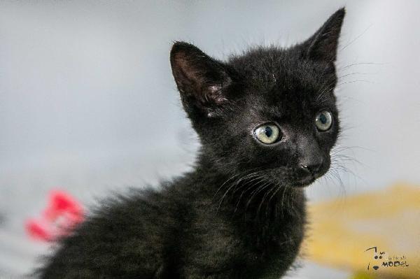 Gattine  Foto 8
