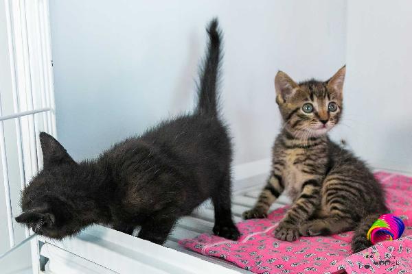 Gattine  Foto 9