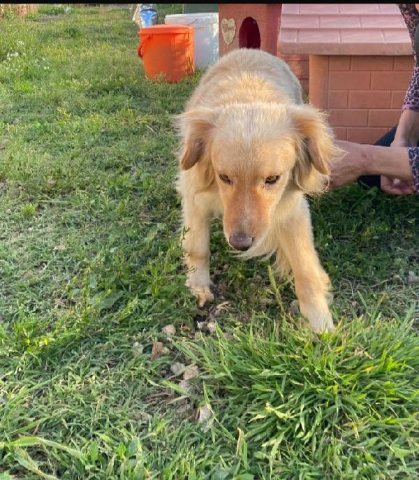 Mix volpino biondo 3anni kg7/8 SARDEGNA SOS CASA Foto 2