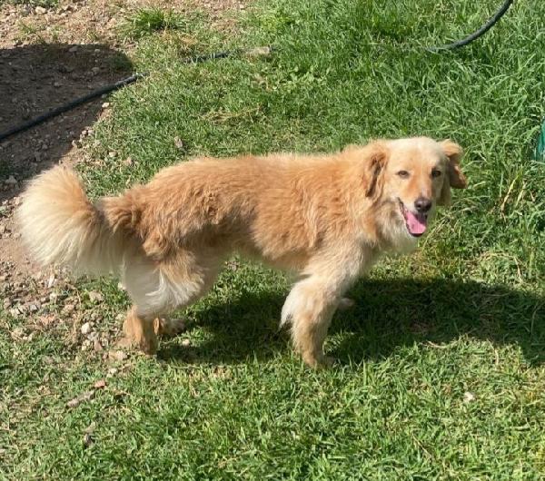 Mix volpino biondo 3anni kg7/8 SARDEGNA SOS CASA Foto 3