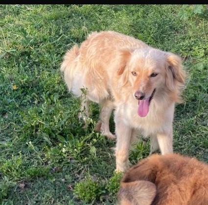 Mix volpino biondo 3anni kg7/8 SARDEGNA SOS CASA Foto 4