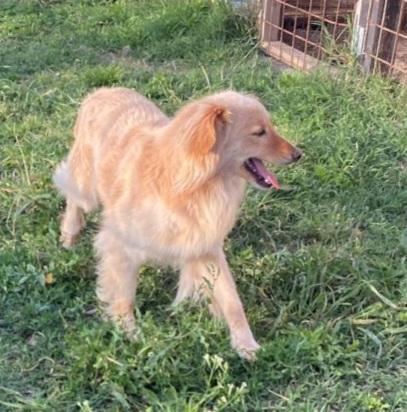 Mix volpino biondo 3anni kg7/8 SARDEGNA SOS CASA Foto 5